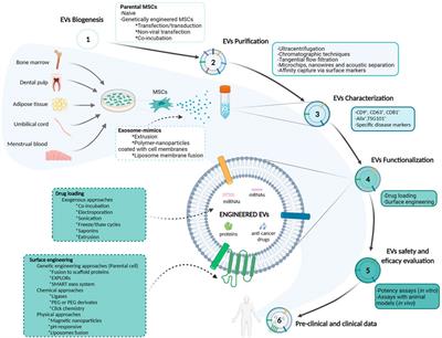 Mesenchymal Stromal Cell-Derived Extracellular Vesicles as Biological Carriers for Drug Delivery in Cancer Therapy